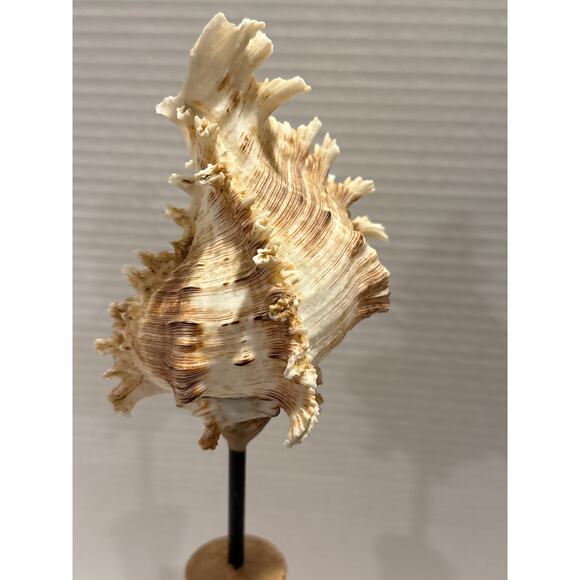 Conch Shell Set on Pedestal, coastal décor, beach accents, Sea Shore/Nautical - Picture 2 of 9